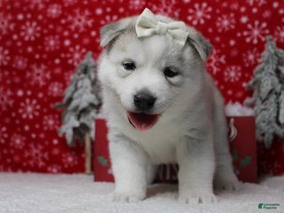 Pomsky dogs Aelin - Ad 4