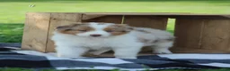 Australian Shepherd dogs for sale: Macy - Ad 2