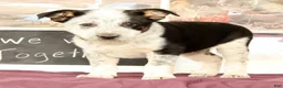 Mixed Breed dogs for sale: Tonya - Ad 4
