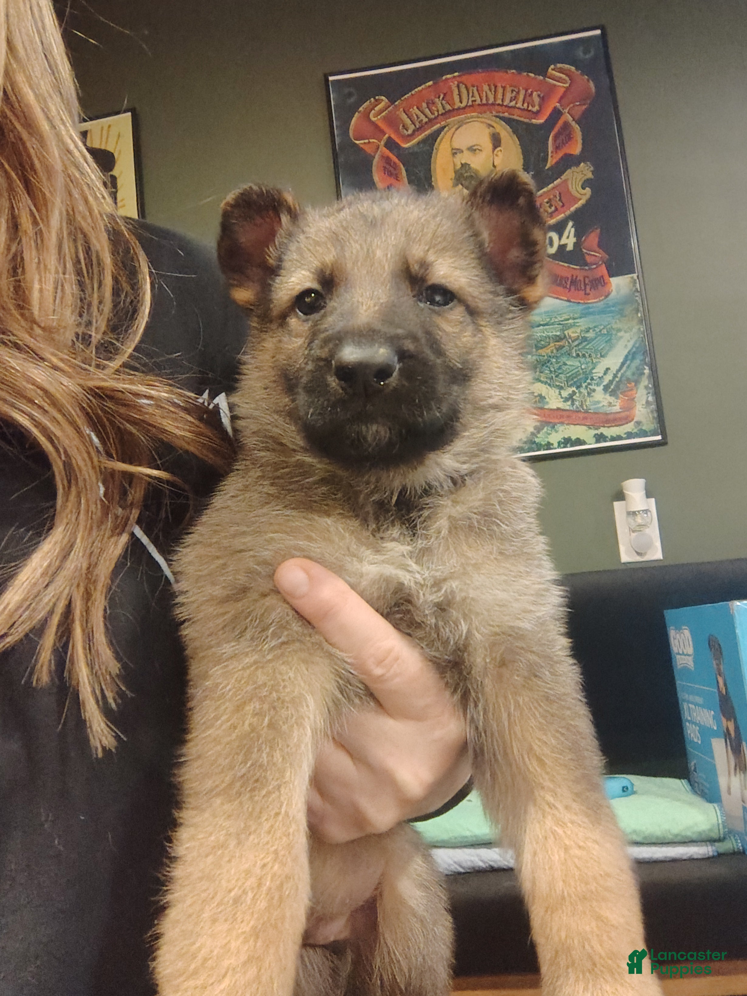 German Shepherd dogs Bluey  - Ad 2