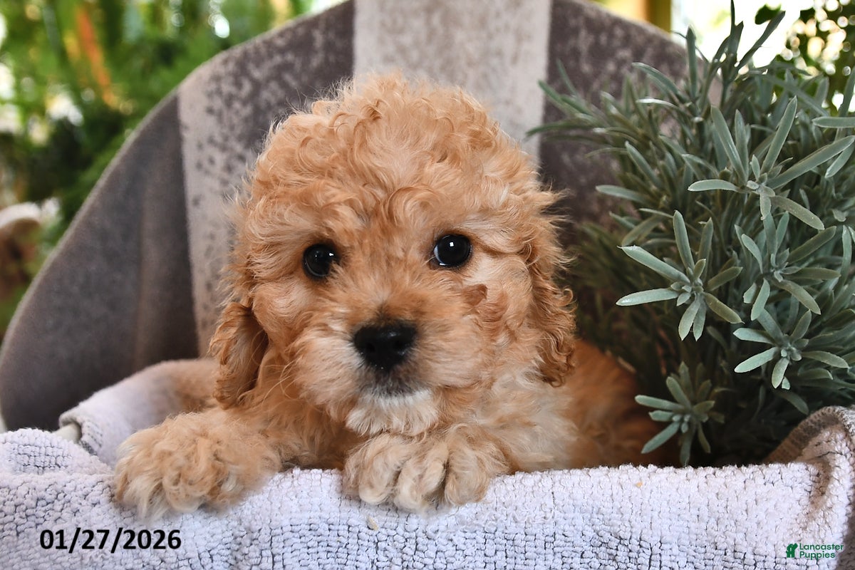 Cavachon dogs Miles - Ad 1