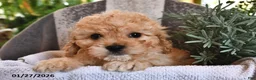 Cavachon dogs for sale: Miles - Ad 1
