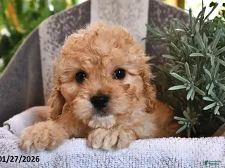 Cavachon dogs Miles - Ad 1
