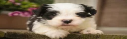 Havanese dogs for sale: Tammy Havanese Puppy  - Ad 5