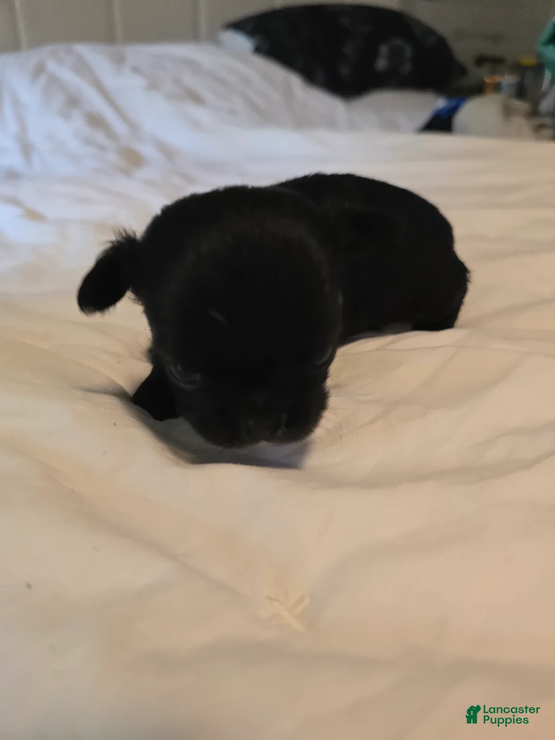 Chihuahua dogs for sale: Jackie - Ad 6