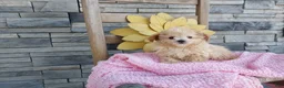 Maltipoo dogs for sale: Latisha - Ad 1