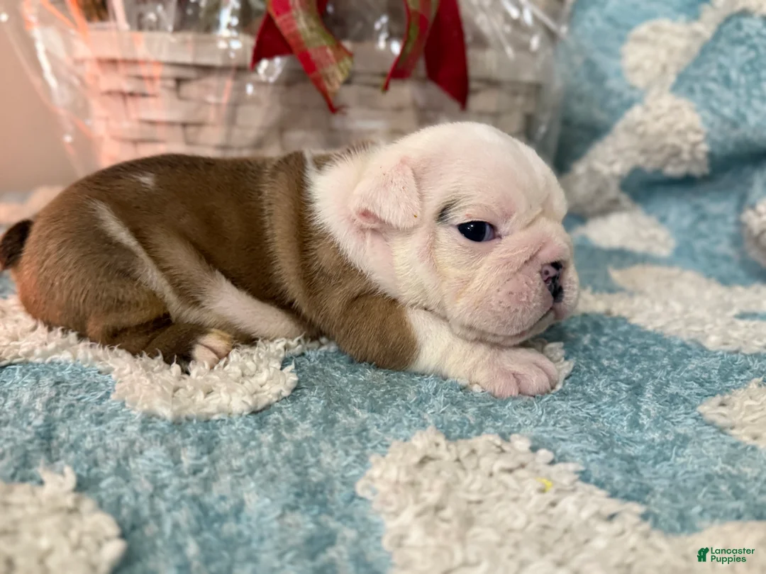English Bulldog dogs for sale: English Bulldog Puppy 2 - Ad 1