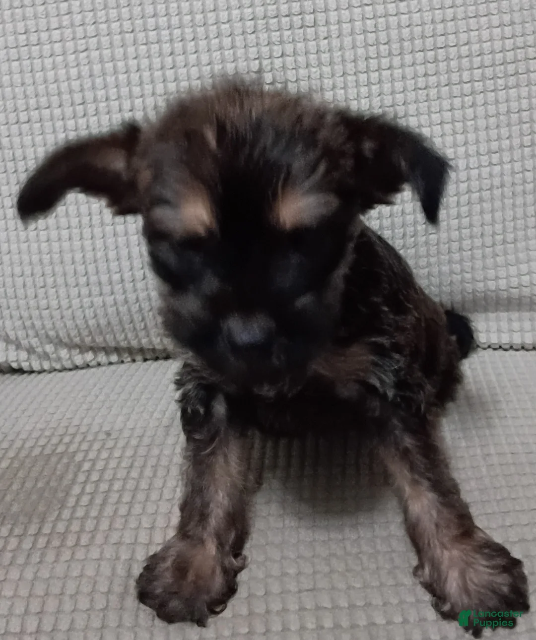 Mixed Breed dogs for sale: Yorkie mix trex - Ad 4