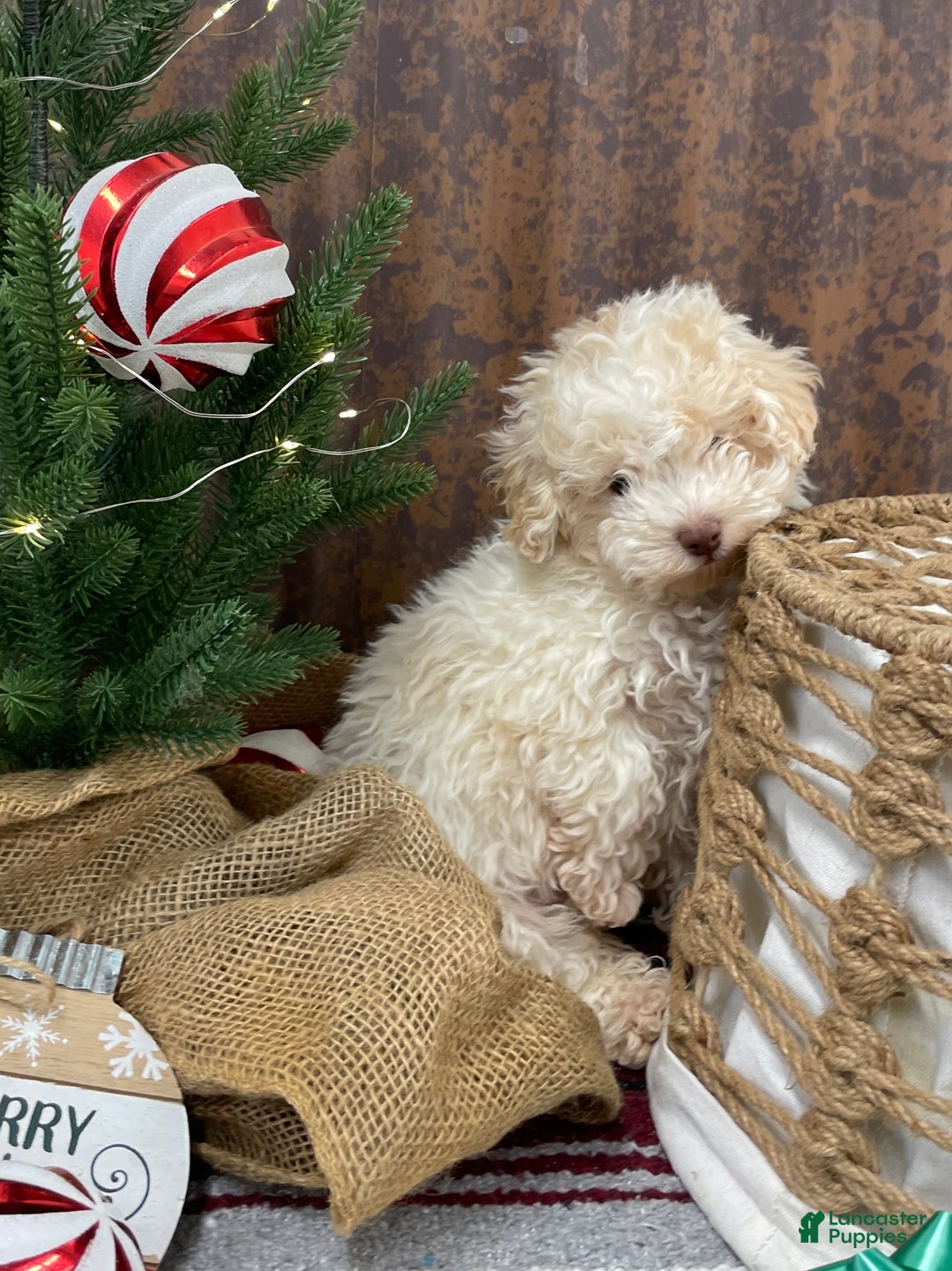 Miniature Poodle dogs for sale: Sheldon - Ad 14