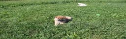 Shiba Inu dogs for sale: Shrimp - Ad 3