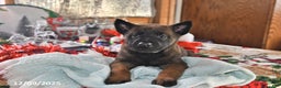 Belgian Malinois dogs for sale: Finn - Ad 2