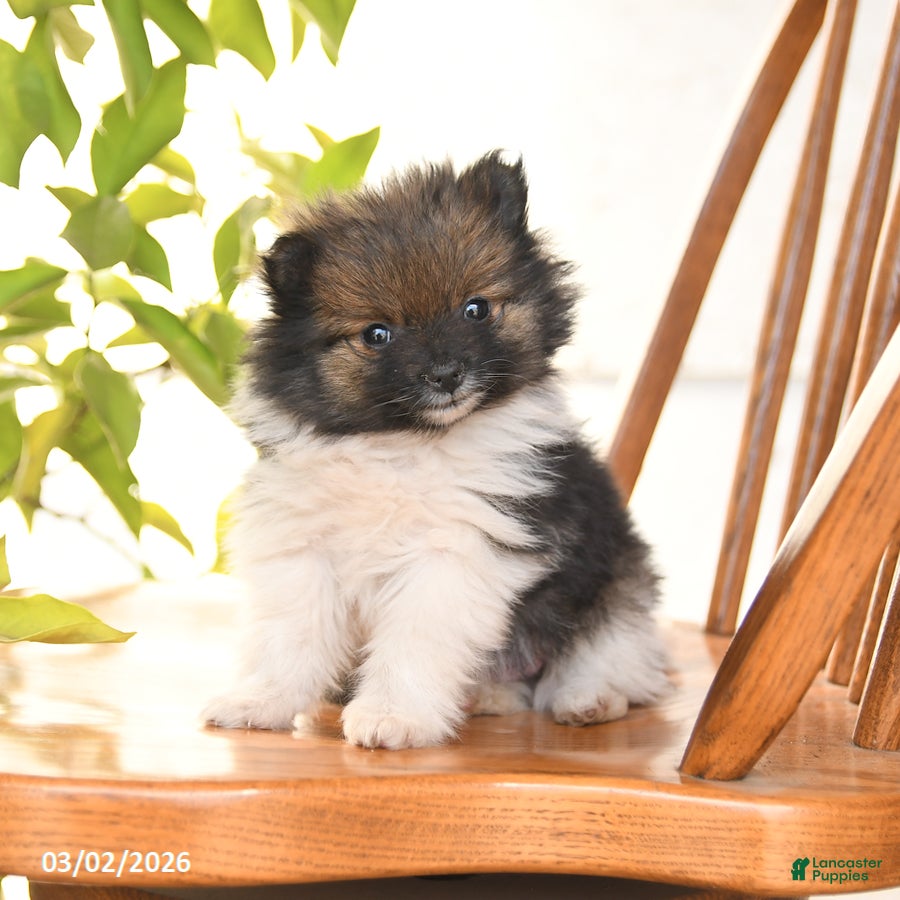 Pomeranian dogs Ivory - Ad 1