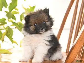 Pomeranian dogs for sale: Ivory - Ad 1