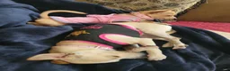 Chihuahua dogs for sale: Faith - Ad 7