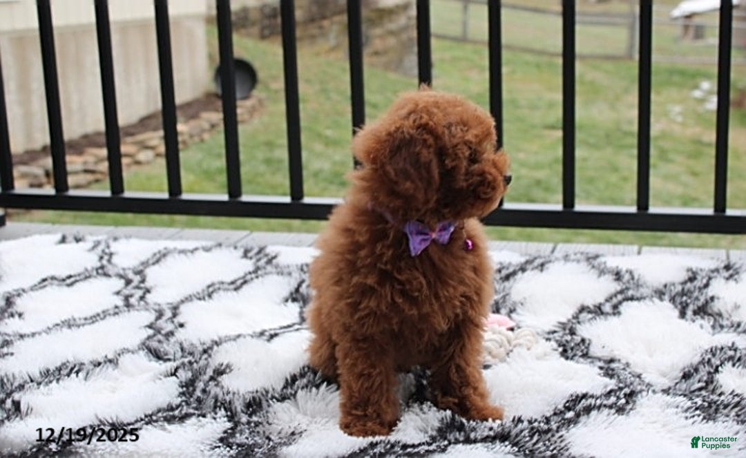 Toy Poodle dogs for sale: Pearl - Ad 2