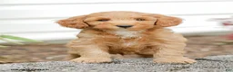 Mini Goldendoodle dogs for sale: Landon - Ad 5