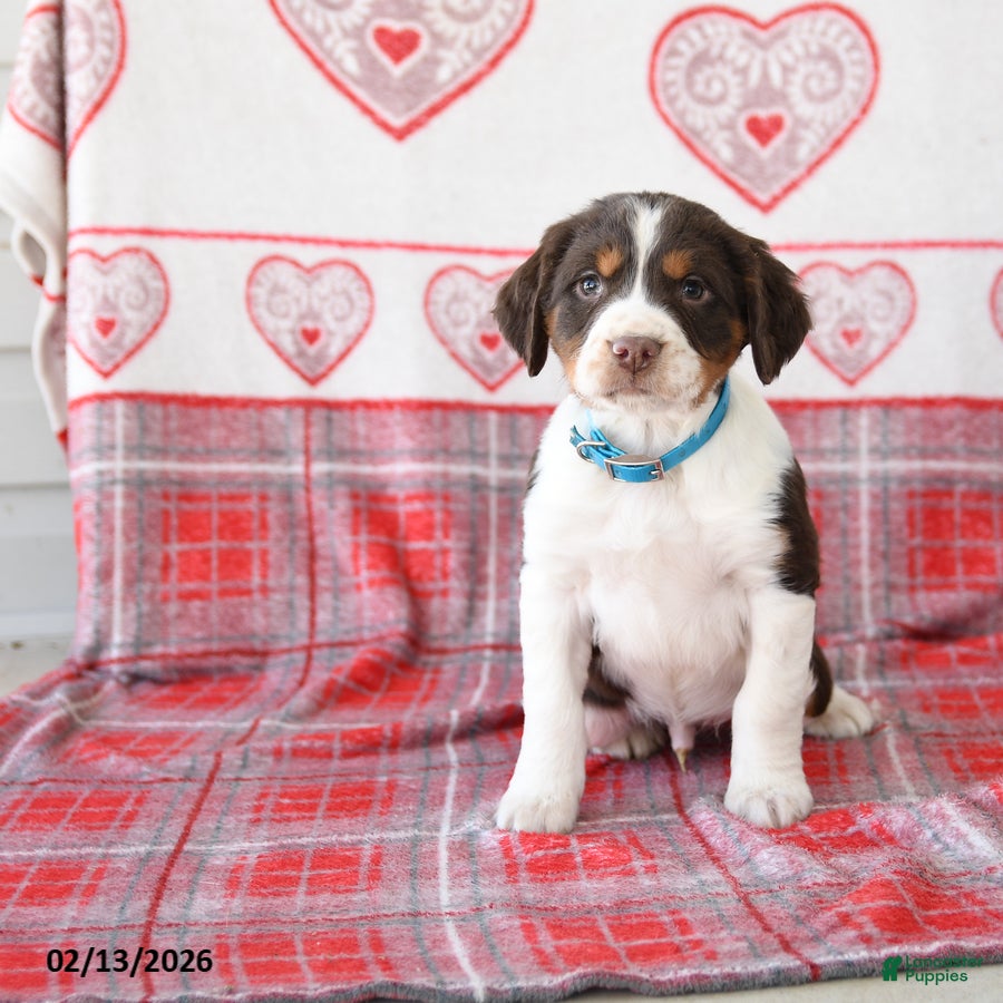 English Springer Spaniel dogs Drew - Ad 2