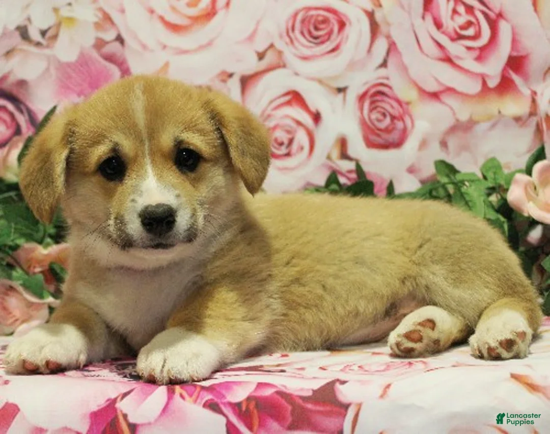 Welsh Corgi Pembroke dogs for sale: Daisy - Ad 1