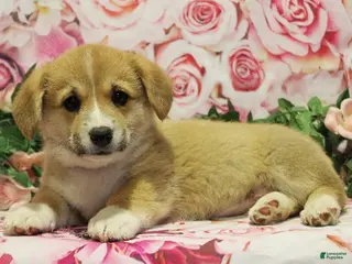 Welsh Corgi Pembroke dogs for sale: Daisy - Ad 1