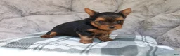 Yorkshire Terrier dogs for sale: Milo  - Ad 3