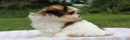 Mixed Breed dogs for sale: Gemma - Ad 5