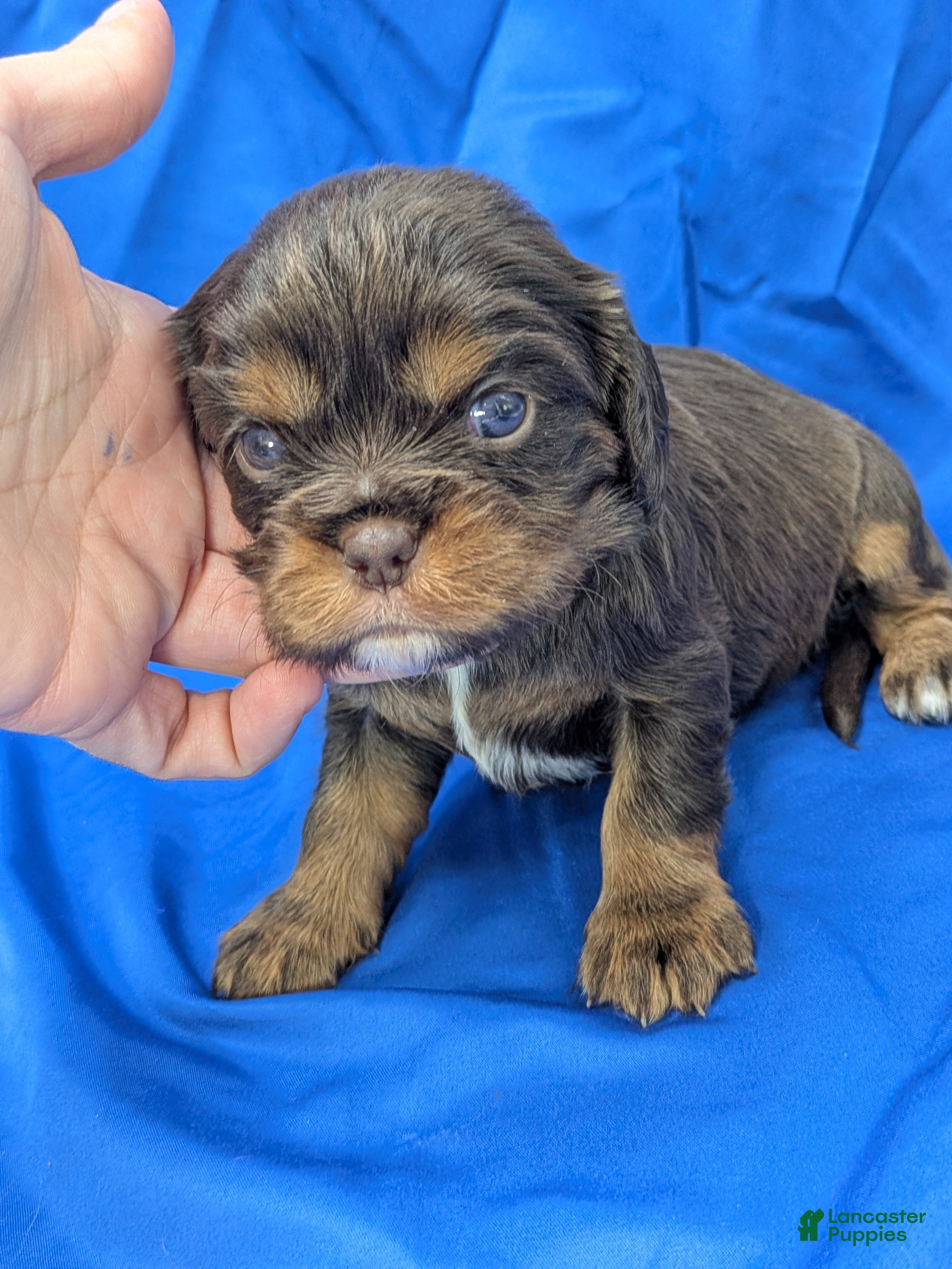 Cavalier King Charles Spaniel dogs Chocolate tri girl 2 - Ad 6