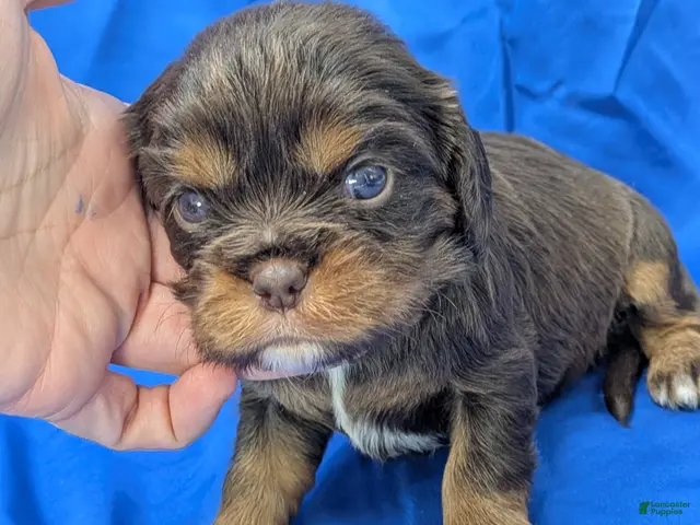 Cavalier King Charles Spaniel dogs Chocolate tri girl 2 - Ad 24