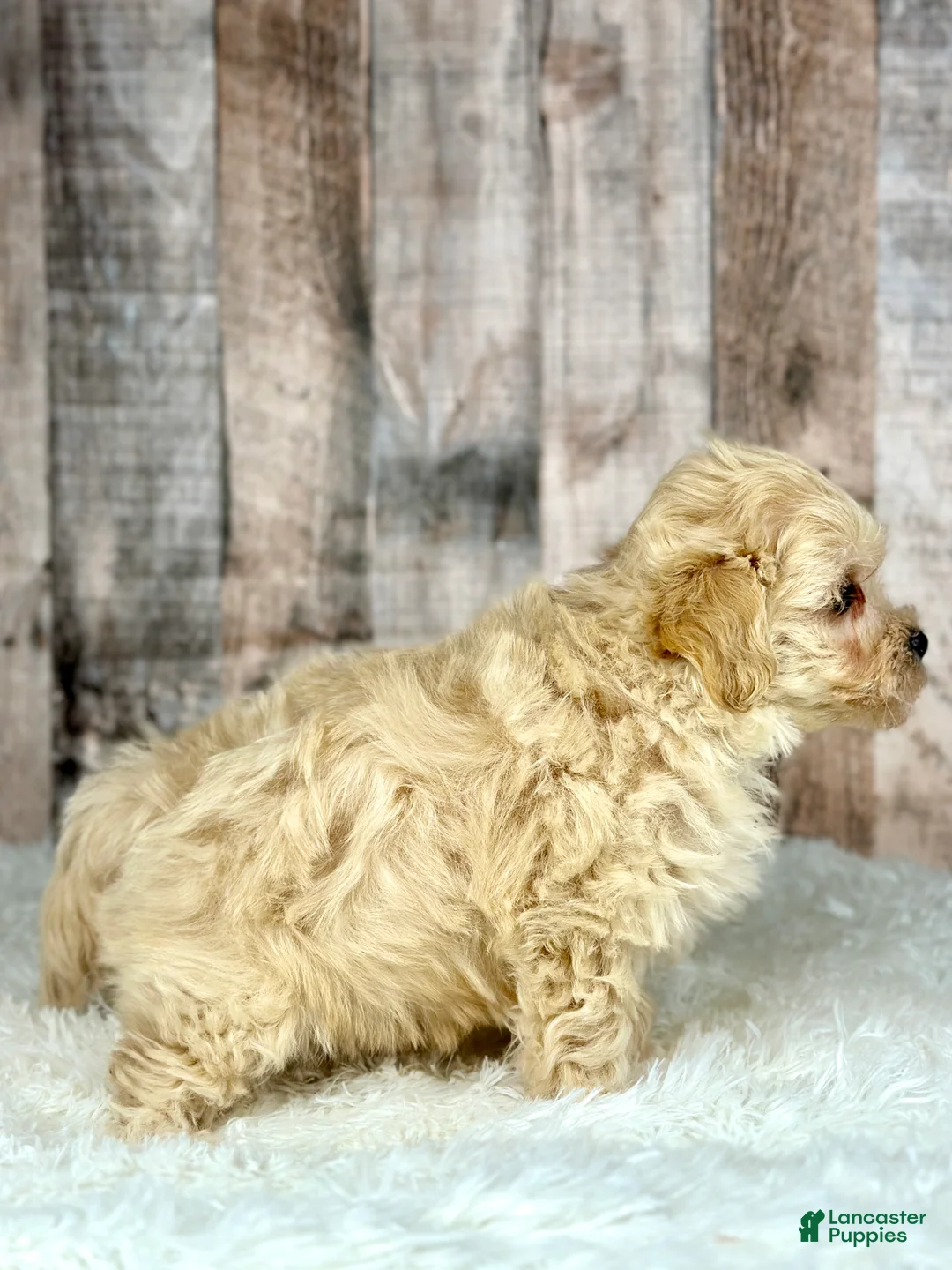 Maltipoo dogs for sale: Girl Amber - 0009 - Ad 4