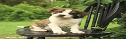 Mixed Breed dogs for sale: Washington - Ad 4