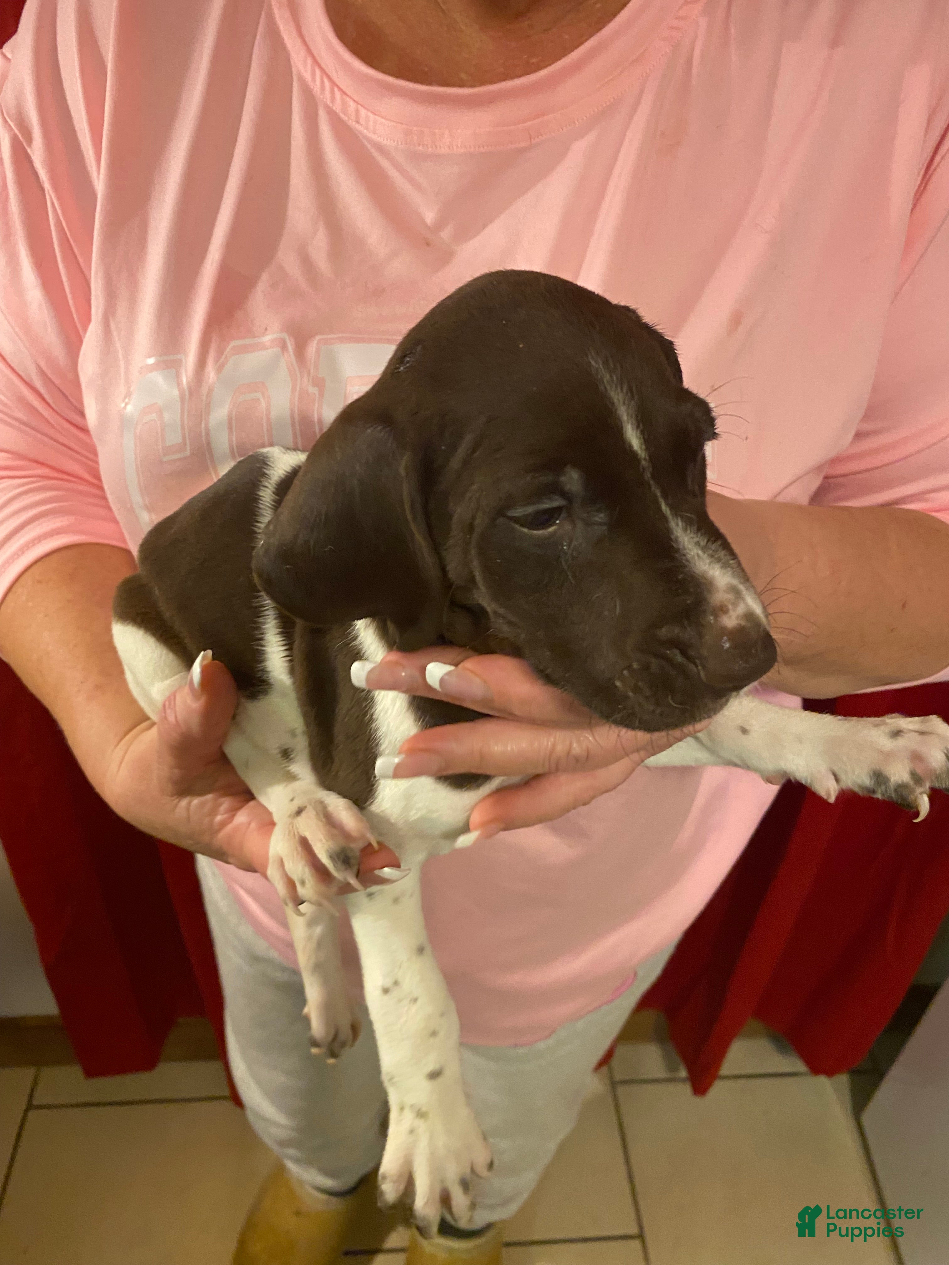 German Shorthaired Pointer dogs German Shorthaired Pointer Suzie - Ad 20