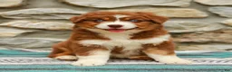 Australian Shepherd dogs for sale: Woody - Ad 8