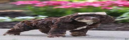 Cockapoo dogs for sale: Sylvia - Ad 7