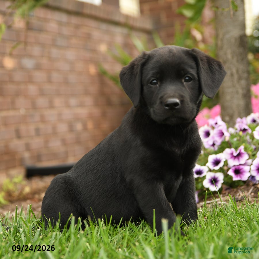 Labrador Retriever dogs Lavender - Ad 2