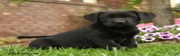 Labrador Retriever dogs for sale: Lavender - Ad 2