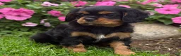 Cavalier King Charles Spaniel dogs for sale: Bonnie  - Ad 9