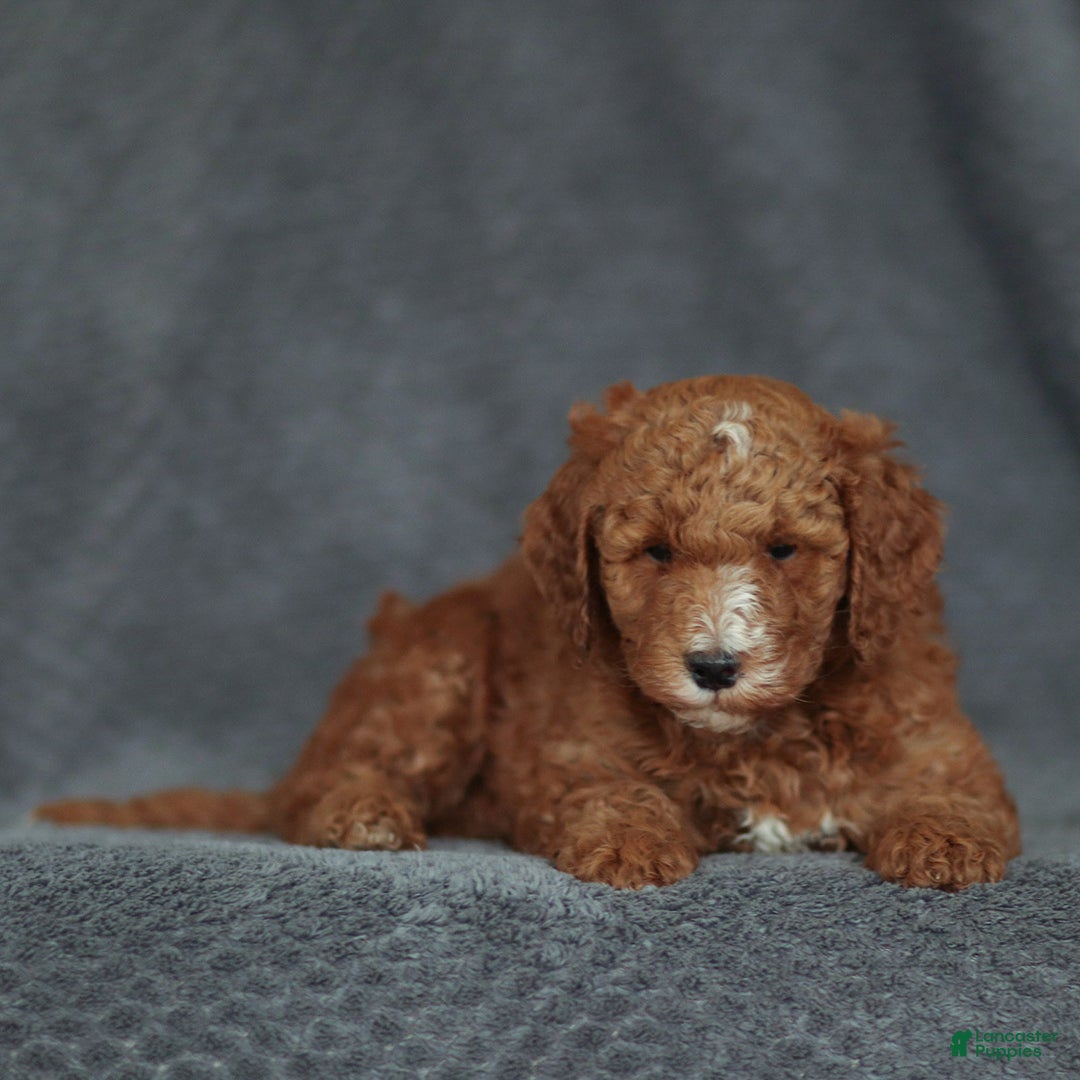 Mixed Breed dogs for sale: Randy - Ad 5