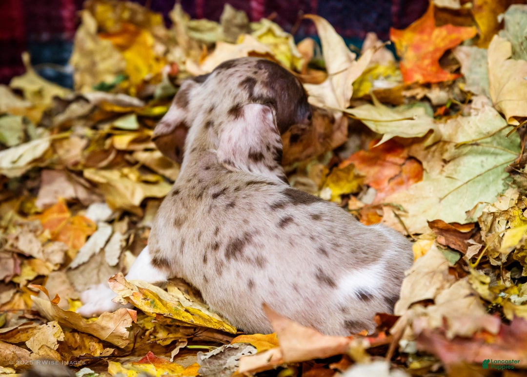 Miniature Dachshund dogs for sale: Ralph - Ad 6