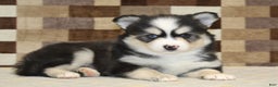Pomsky dogs for sale: Bandit - Ad 2
