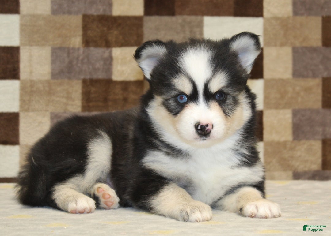 Pomsky dogs for sale: Bandit - Ad 2