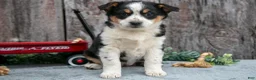 Mixed Breed dogs for sale: Rosie - Ad 2
