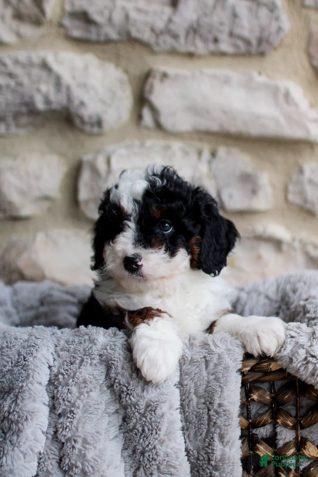 Mini Bernedoodle dogs for sale: Beau - Ad 2