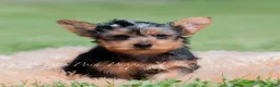 Yorkshire Terrier dogs for sale: Jackson - Ad 4