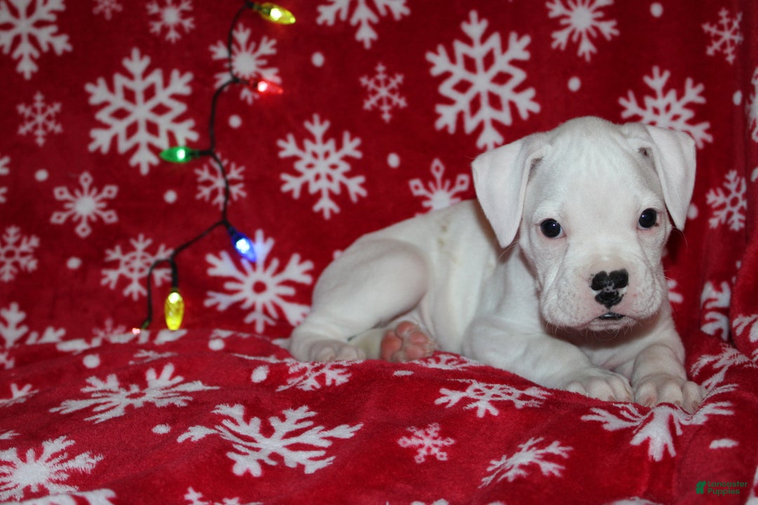 Boxer dogs for sale: Sly - Ad 3