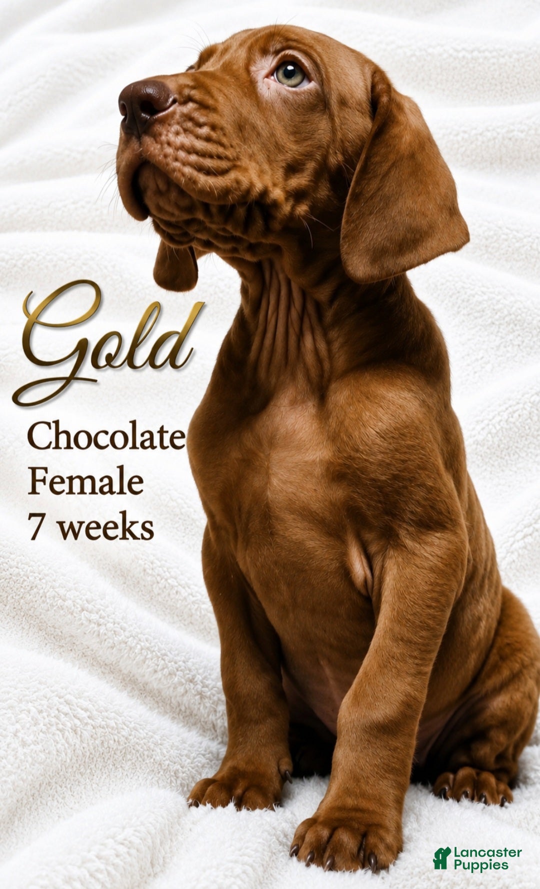 Great Dane dogs Gold - Ad 8