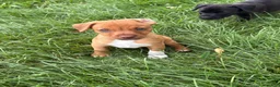 Mixed Breed dogs for sale: Gravy - Ad 5