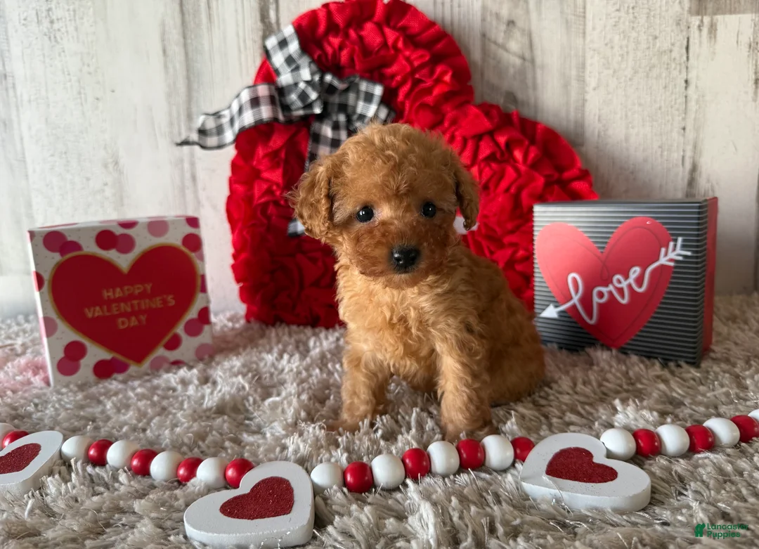Toy Poodle dogs for sale: Uzay - Ad 2