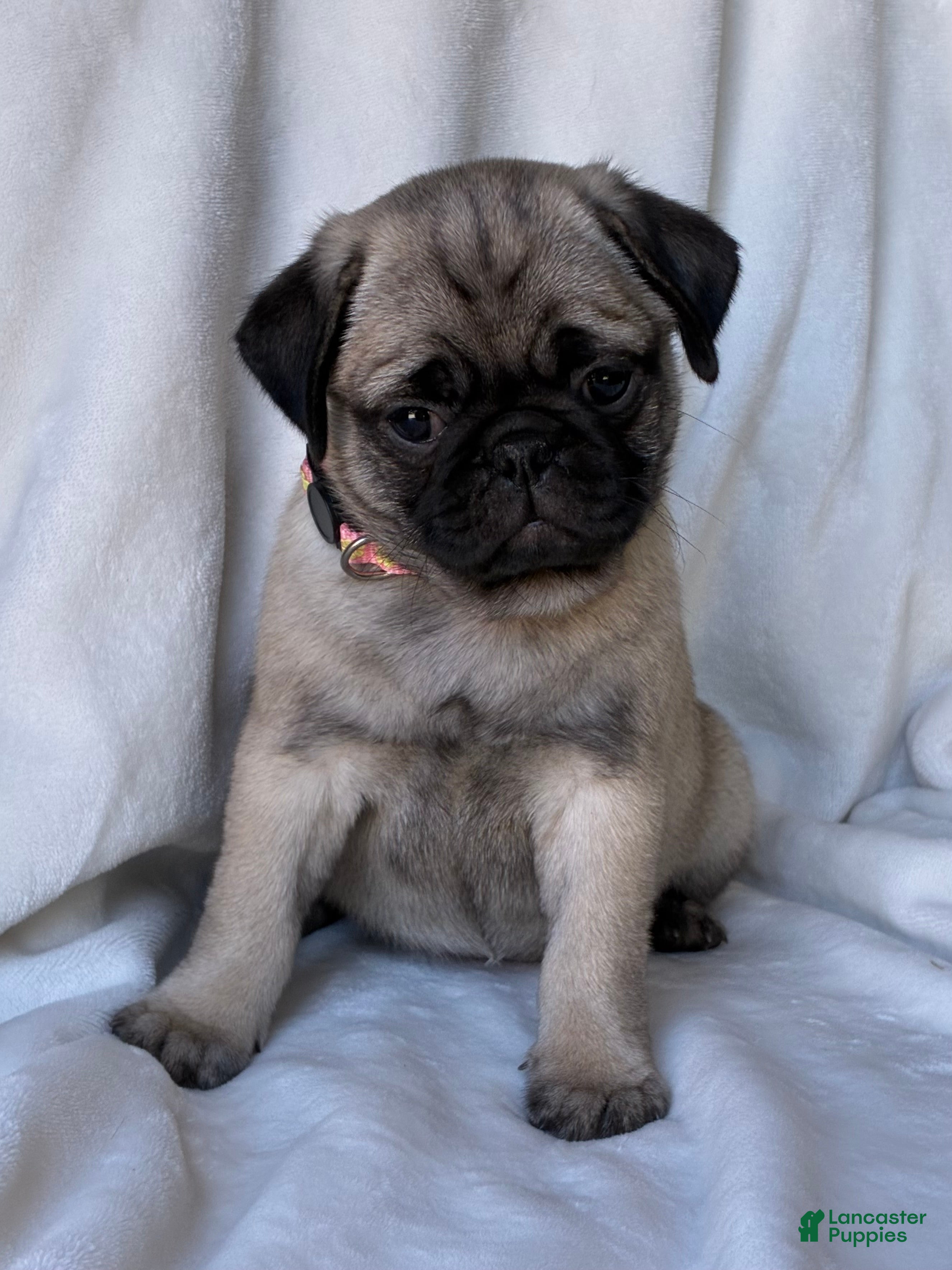 Pug dogs Nicky - Ad 2