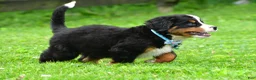 Bernese Mountain Dog dogs for sale: Ned - Ad 4