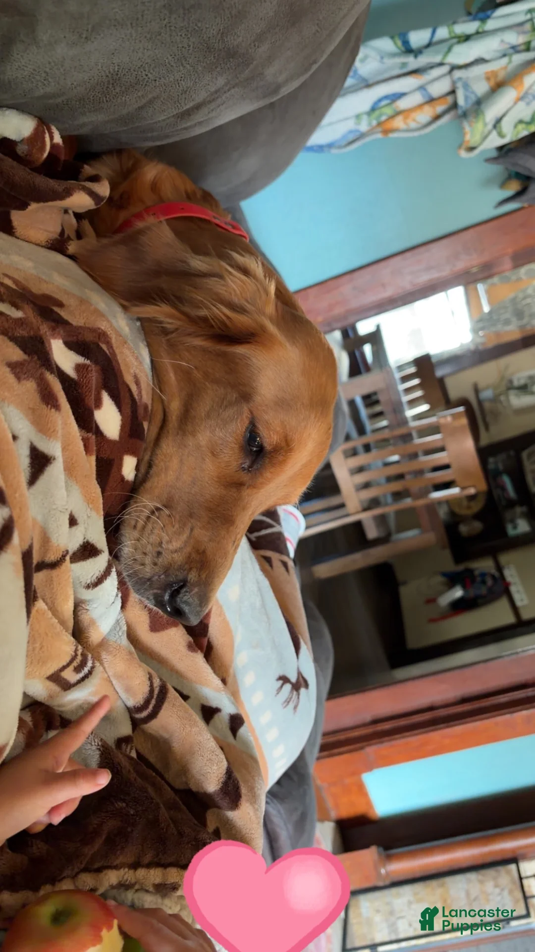 Golden Retriever dogs for sale: Light green boy - Ad 2
