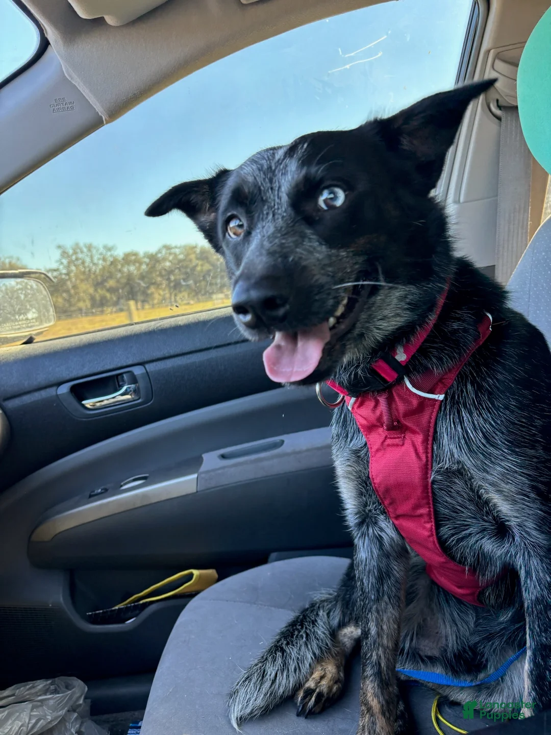 Australian Cattle Dog dogs for sale: Australian Cattle Dog Puppy 1 - Ad 1